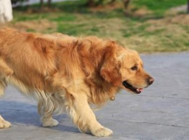 金毛犬掉毛严重怎么办？分析好原因很关键