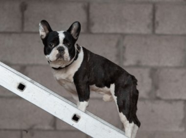 斗牛犬怎么训练?看训练师怎么说