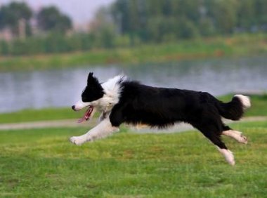 边境牧羊犬多大开始训练?宜早不宜晚