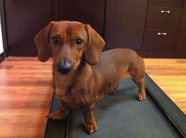 腊肠狗掉毛吗?掉毛就得引起重视了