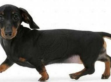 腊肠犬如何训练，训练有素的腊肠最迷人