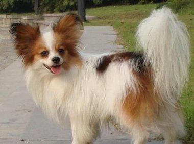 蝴蝶犬好不好养?其实重点在主人