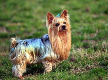 约克夏犬掉毛吗，“长发美犬”练成记