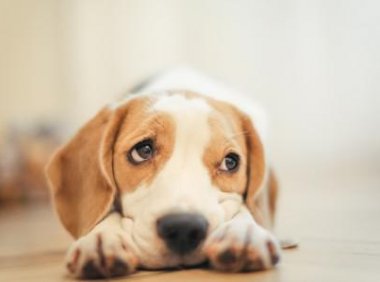 狗狗多大打疫苗?标准是这样来的