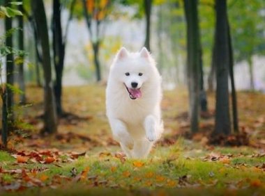 萨摩耶犬怎么训练,以下几点不得不知