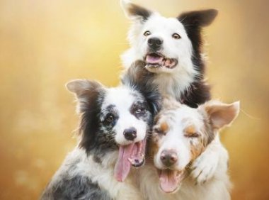 犬瘟热的症状,看看这些典型