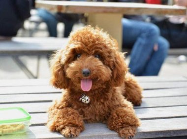 小狗感冒症状有哪些？这几点请注意