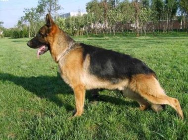 德国牧羊犬性格，训练后野性转温柔