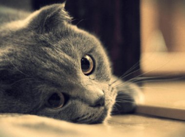 猫藓怎么治疗？主要的治疗手段有这些