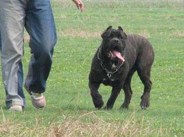 卡斯罗犬智商排名,可能并不是想的那样