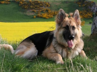 母狗发情有什么特征,这些现象很明显