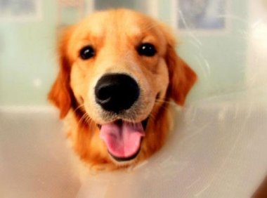 狗狗的训练方法,干货总结看过来