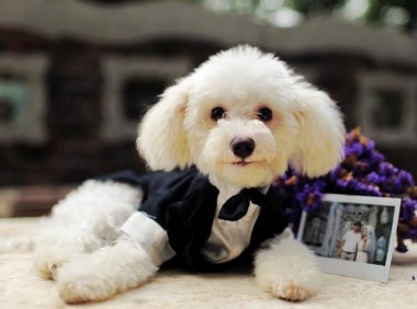 泰迪狗不吃狗粮怎么办？找对原因才好想对策