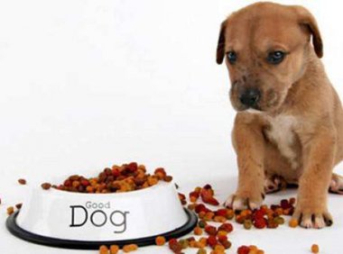 狗狗食欲不振怎么办?资深铲屎官这样做