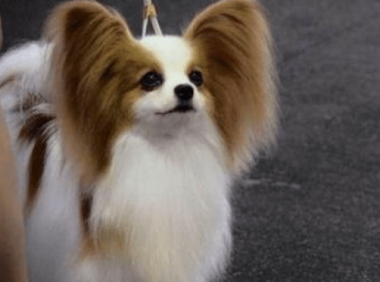 蝴蝶犬上吐下泻是什么症状,大部分都是这个原因