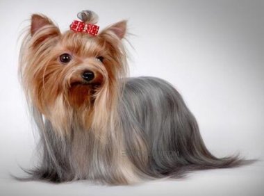 约克夏不吃狗粮怎么办?这个时候就需要耐心了