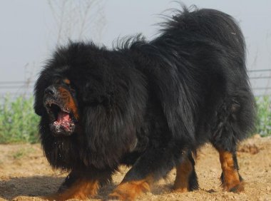 藏獒吃什么狗粮好?听听藏民们如何说的