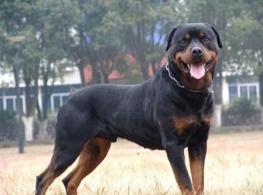 罗威纳犬看家能力，小偷强盗的克星