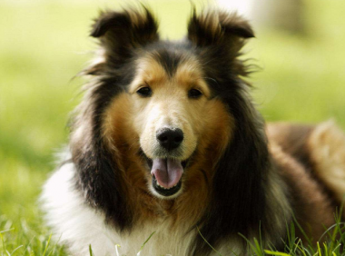 狗狗真菌会传染人吗?真菌其实无处不在