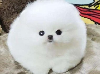 博美间歇性抽搐疼痛,可能是这些方面的问题