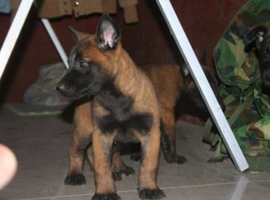 马犬胆子太小怎么办?怎么进行有效改善