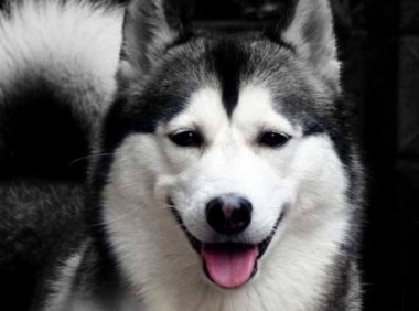 哈士奇不会狗叫？小哈不会叫的真正原因