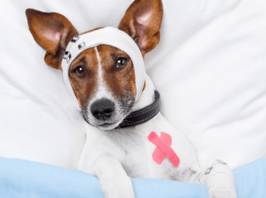 犬瘟热传染人吗? 看完本文就全明白了