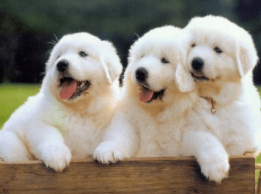 大白熊犬幼犬怎么看纯不纯？这几点是一定要看的