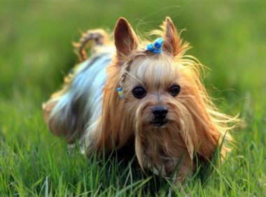 约克夏掉毛吗?搞清楚原因很重要