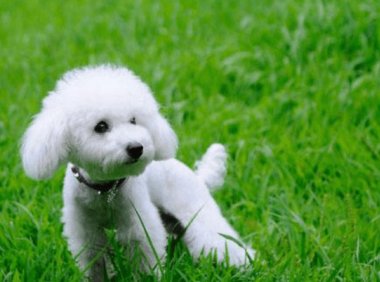 贵宾犬尿黄是怎么了？排查下这些方面