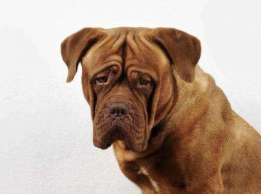 狗狗抑郁症的表现，这几点的发生，就要引起注意了