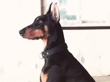 杜宾犬凶会对主人凶吗?这样想你就错了