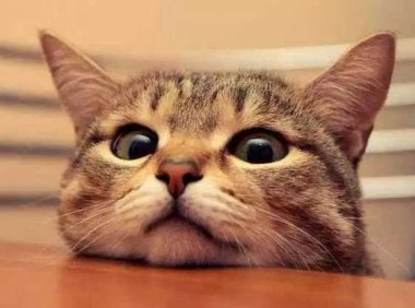 猫咪眼屎多是怎么回事？这些需要引起注意了