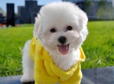 比熊犬怎么训练大小便？给你几招常用的