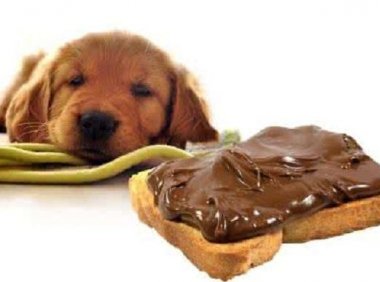 狗为什么不能吃巧克力,铲屎官必知。