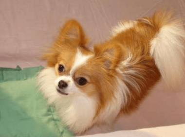 蝴蝶犬的喂养,这些功课一定要做足