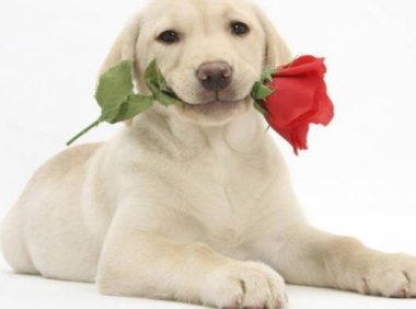 狗可以吃花生吗？视情况而定吧