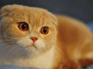 养狗还是养猫？也可以同时饲养的