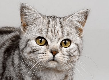 猫咪能喝牛奶吗？来一波专业解释