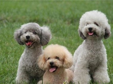 贵宾犬怎么喂养,全面正确的喂养方法