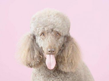 泰迪和贵宾有什么区别?普及一下基本知识