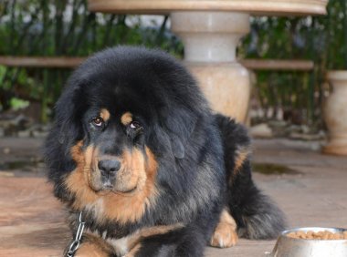 世界上最贵的狗排名 果然个个非同凡响