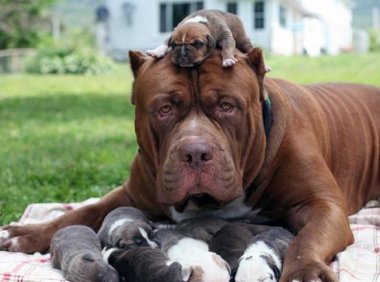 比特犬和恶霸犬的区别，一起来对比看一看