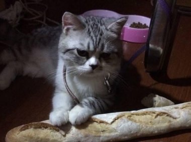 猫能吃面包吗？只要注意这几点就行了