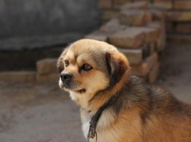 田园犬怎么训练,听小编细细道来