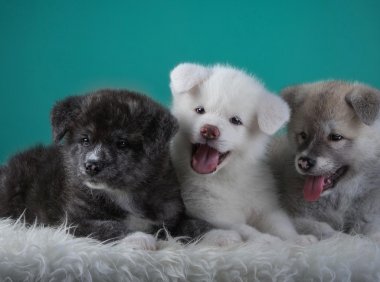 秋田犬如何训练,你家小秋是这样训练的吗?