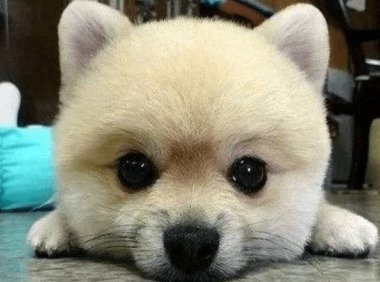 博美俊介和博美的区别?不要光看造型