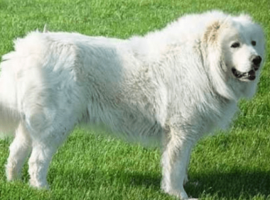 大白熊犬能吃的食物,很多食物都是可以的