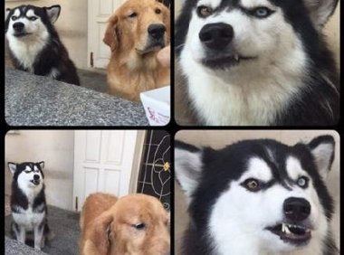 哈士奇为什么会那么傻,也许傻狗有傻福