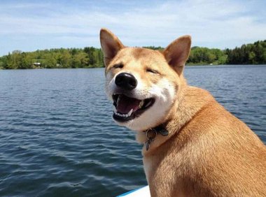 狗狗得支气管炎怎么治疗？注意好这几个方面